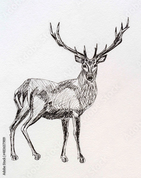 Obraz deer liner drawing