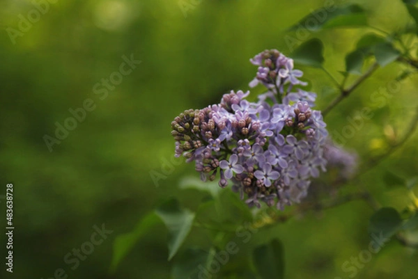 Obraz A branch of lilac flowers. A pale purple branch of lilac. A lilac bush blooms in the garden. Green blurred background of leaves.