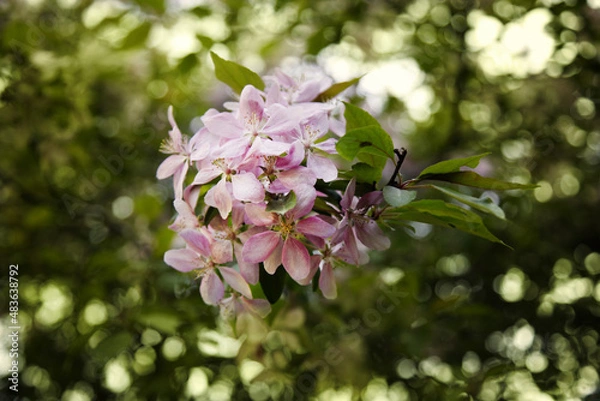 Obraz Flowering tree. An apple tree branch with pink flowers on a blurry green background.