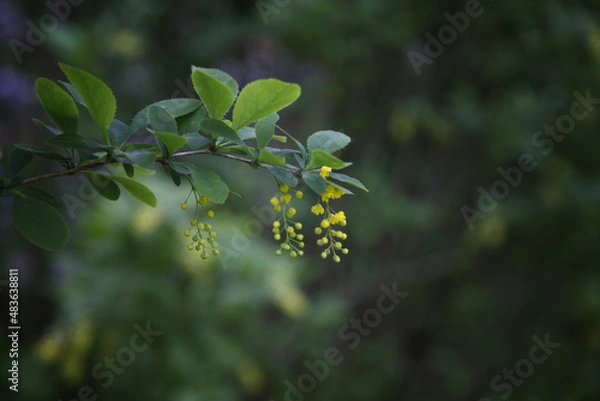 Obraz Common barberry (Berberis vulgaris) or European barberry, flowering barberry bush close up. the background is blurred, which makes the flowers of the barberry stand out even more. postcard