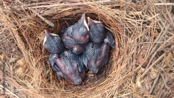Obraz NEWLY BORN BIRDS
