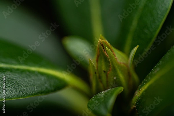 Fototapeta Rhododendron with closed Blossom