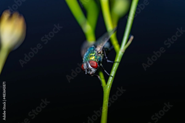 Obraz A Fly is Watching