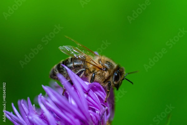 Obraz A Bee on a Flower