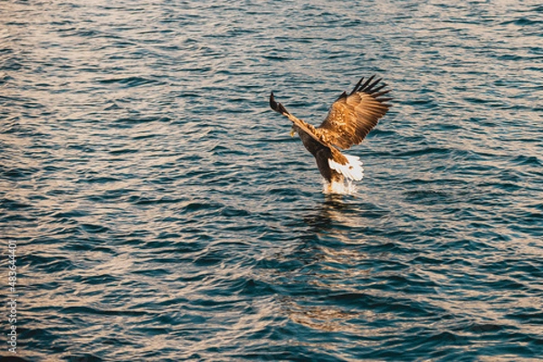 Fototapeta sea eagle in flight hunting prey in northern Norway