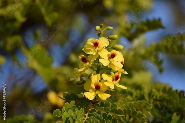 Obraz flor do pau-brail