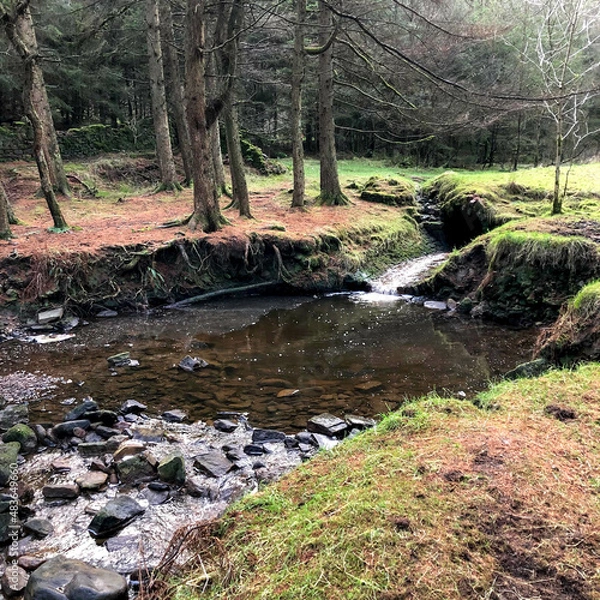 Obraz Small woodland stream