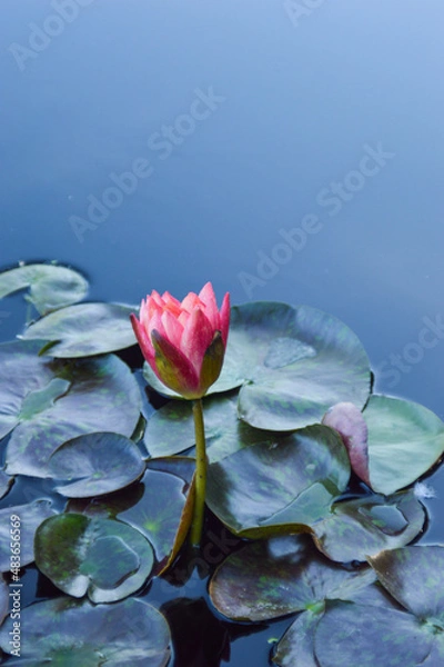 Obraz Denver Water Lily