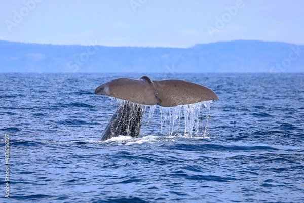 Obraz 【北海道】羅臼沖のマッコウクジラ