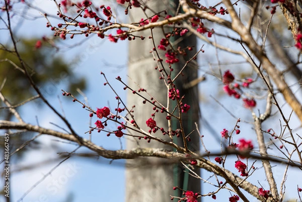 Obraz EOSRP.広島宮島、紅色梅。