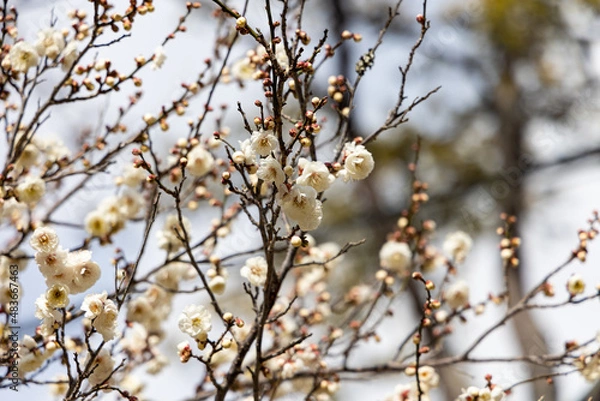 Obraz EOSRP.広島宮島、宮島白梅。
