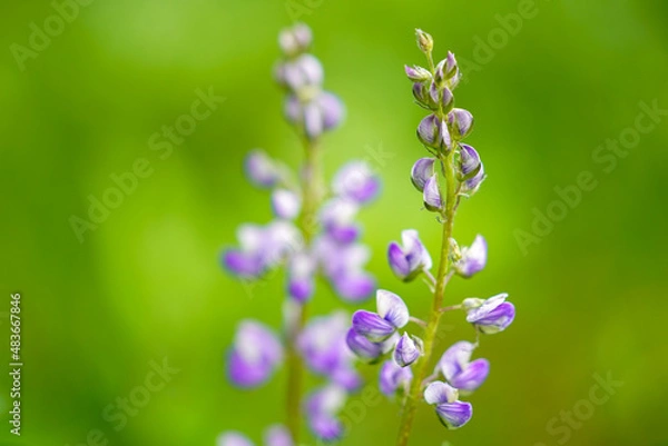 Obraz Des fleurs mauves