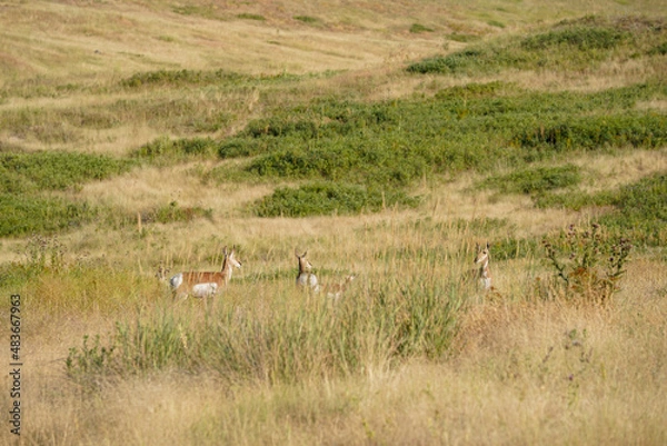 Obraz Des animaux dans un champ sauvage