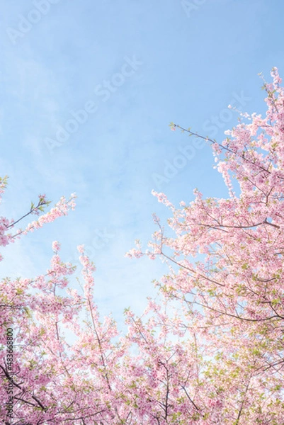 Obraz 河津桜　青空