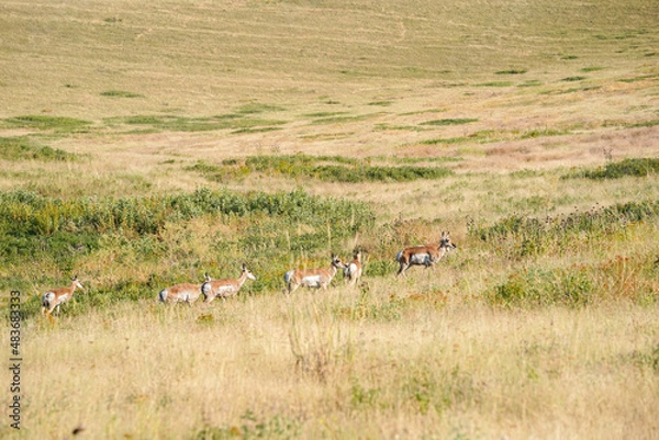 Obraz Un troupeau de biches