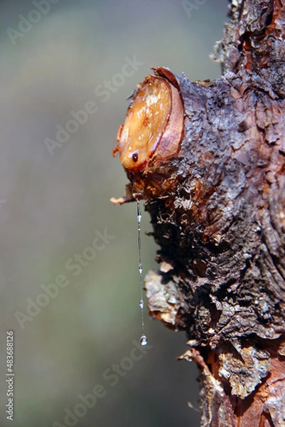 Obraz Pin et sa résine
