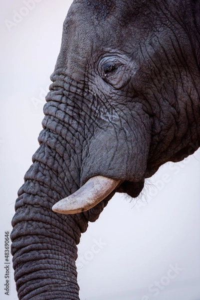 Fototapeta A beautiful vertical detailed close up portrait of an old elephant bull with a dust covered face, taken at sunset in the Madikwe Game Reserve, South Africa.