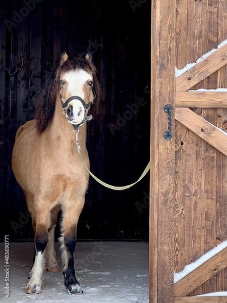Obraz person with a horse