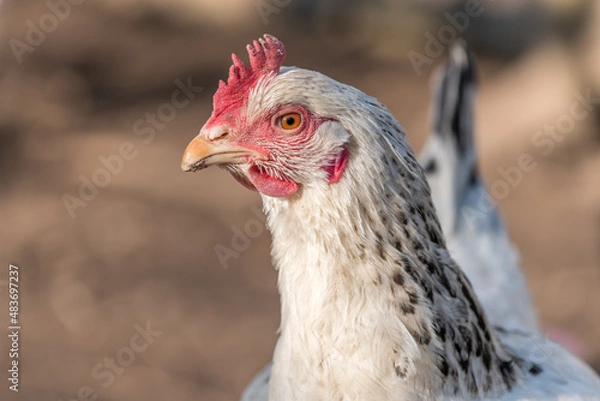 Fototapeta Portrait of a white hen in a chicken coop.