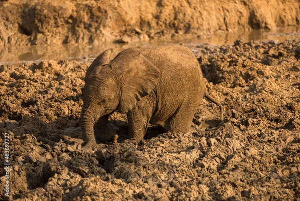 Fototapeta A horizontal photograph of a young wet elephant at sunset, with all its legs stuck in mud in a watering hole, Madikwe Game Reserve, South Africa