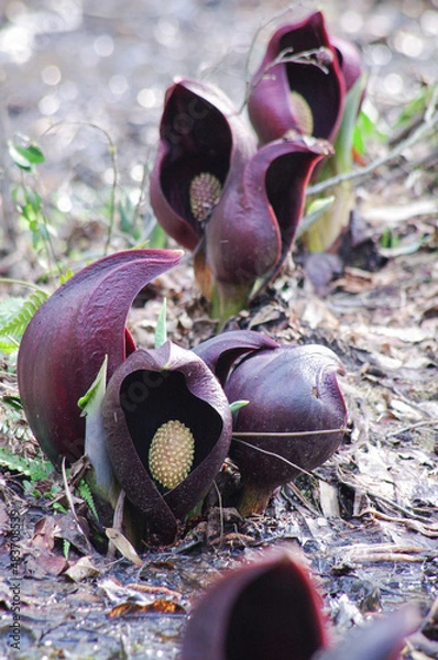 Obraz 滋賀県高島市のザゼンソウ