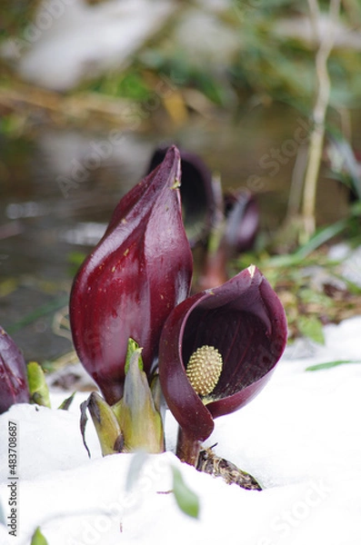 Obraz 滋賀県高島市のザゼンソウ