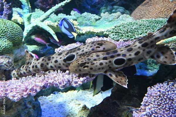 Obraz 水中で仲良く集まるマモンツキテンジクザメ達