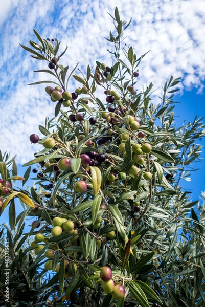 Fototapeta Olive three close-up view