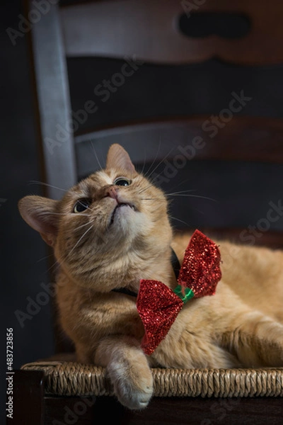 Obraz cat on the chair