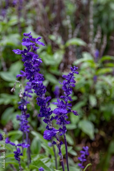 Obraz Natural colors