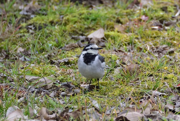 Obraz ハクセキレイ