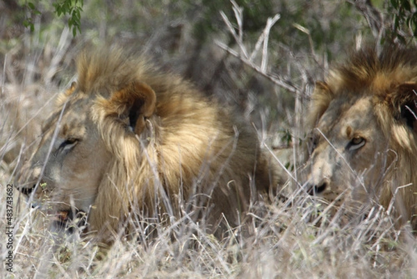 Obraz lion and lioness