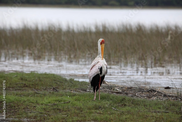 Obraz white pelican