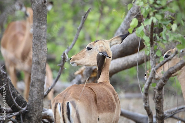 Obraz impala in the zoo