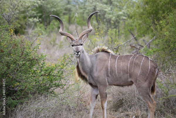Obraz impala in the savannah