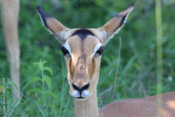 Obraz impala antelope portrait