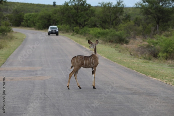 Obraz deer in the forest