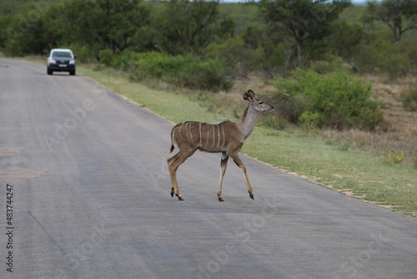 Obraz giraffe in the savannah