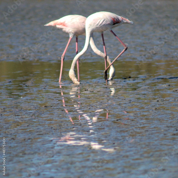 Obraz Fkamingos in der Provence