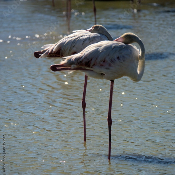 Obraz Fkamingos in der Provence