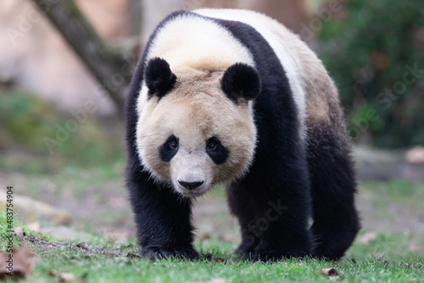 Fototapeta Portrait of a panda in the meadow