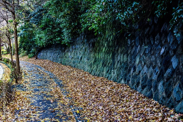 Obraz 秋の枯れ葉と公園を散歩する