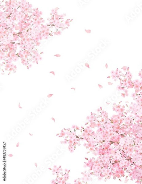 Obraz 美しく華やかな満開の桜の花と花びら舞い散る春の白バックフレームベクター素材イラスト
