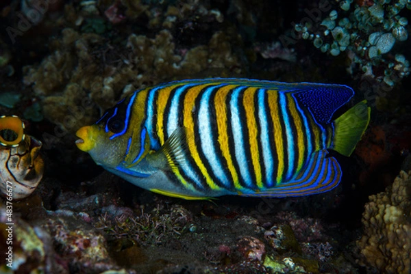 Obraz Royal Angelfish - Pygoplites diacanthus at a coral reef. Underwater world of Tulamben, Bali, Indonesia.