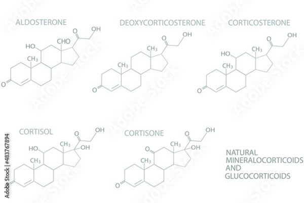 Fototapeta Natural mineralocorticoids and glucocorticoids molecular skeletal chemical formula.	
