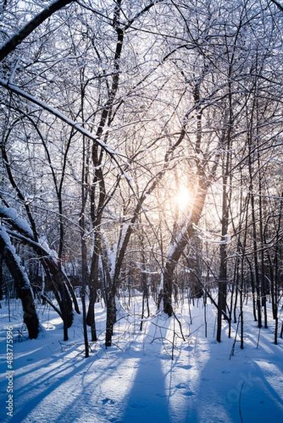 Obraz Winter forest landscape. The sun shines through the snow-covered trees.