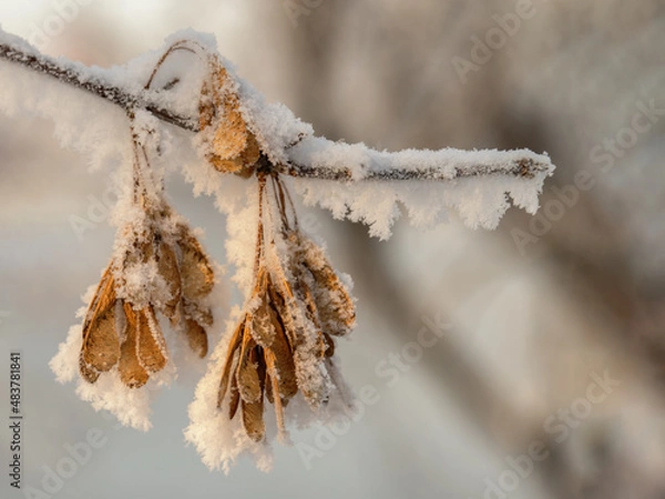 Fototapeta frost on the branches