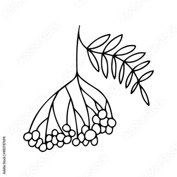 Obraz Isolated vector black and white design of decorative autumn botanical autumn rowan berries and leaves