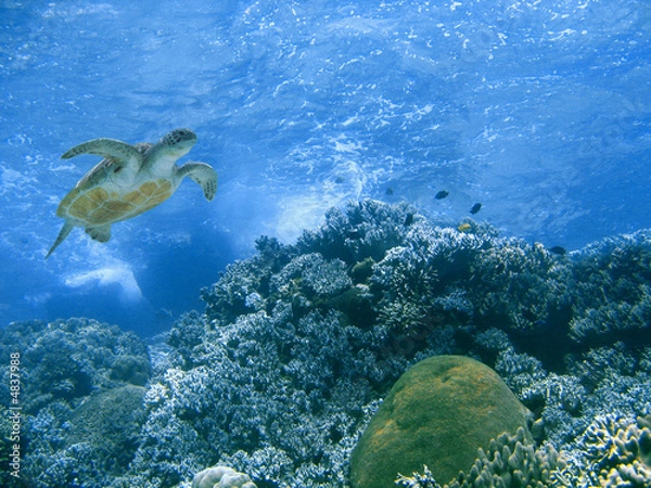 Obraz Green turtle and coral reef