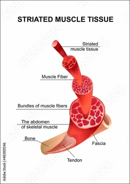Obraz skeletal muscle structure close up